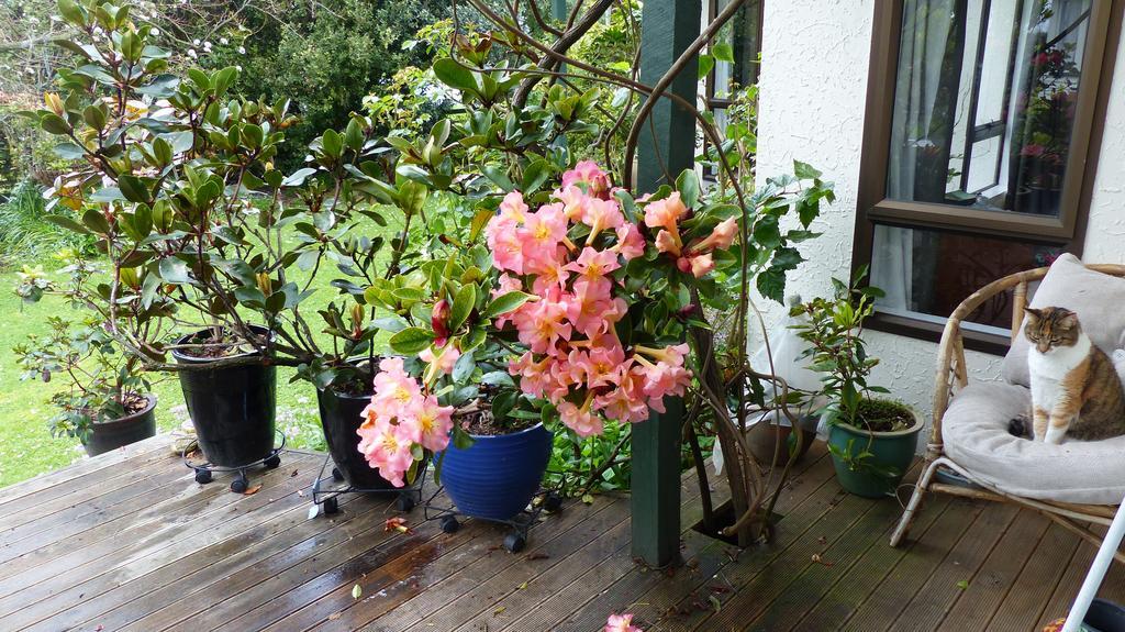 Bed & Breakfast Ashcroft Gardens